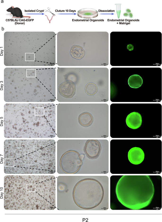 Fig. 1: Cultivation and identification of mouse endometrial organoids.