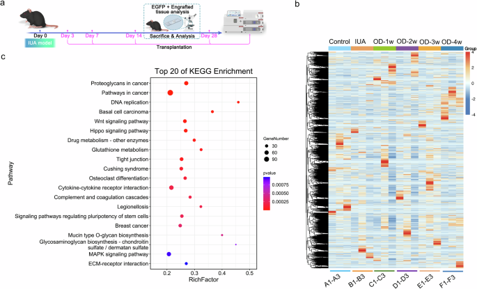 Fig. 2: RNA sequencing (RNA-seq) analysis of changes in the microenvironment of the uterine cavity of mice.