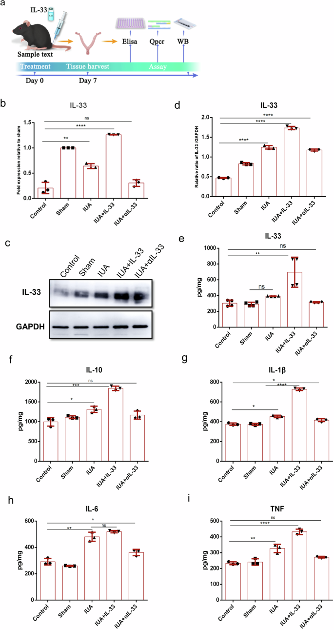 Fig. 3: Expression level of IL-33 in the mouse uterus.