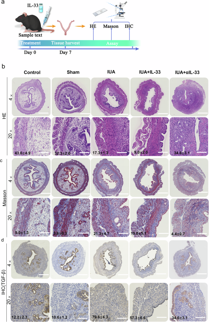 Fig. 4: Pathological features of IUAs in the IUA mouse model.
