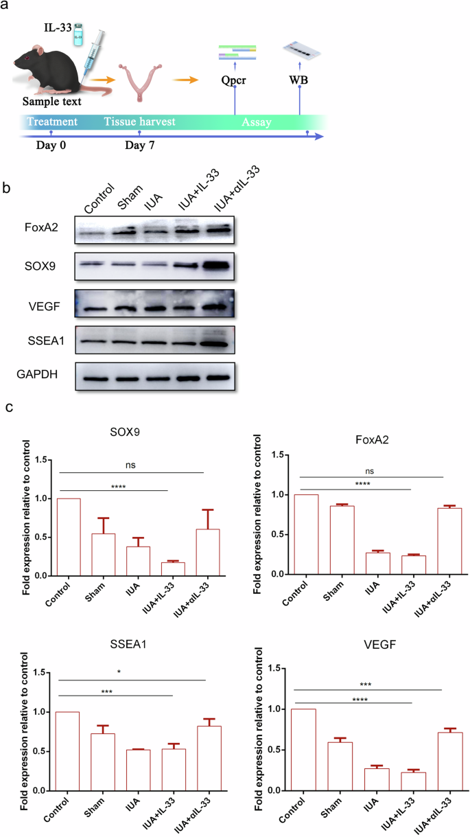Fig. 5: Increase in the expression of endometrial stem cell markers under αIL-33 treatment.