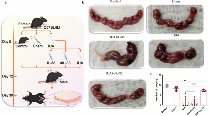 Fig. 6: The pregnancy rate changed after treatment with αIL-33.