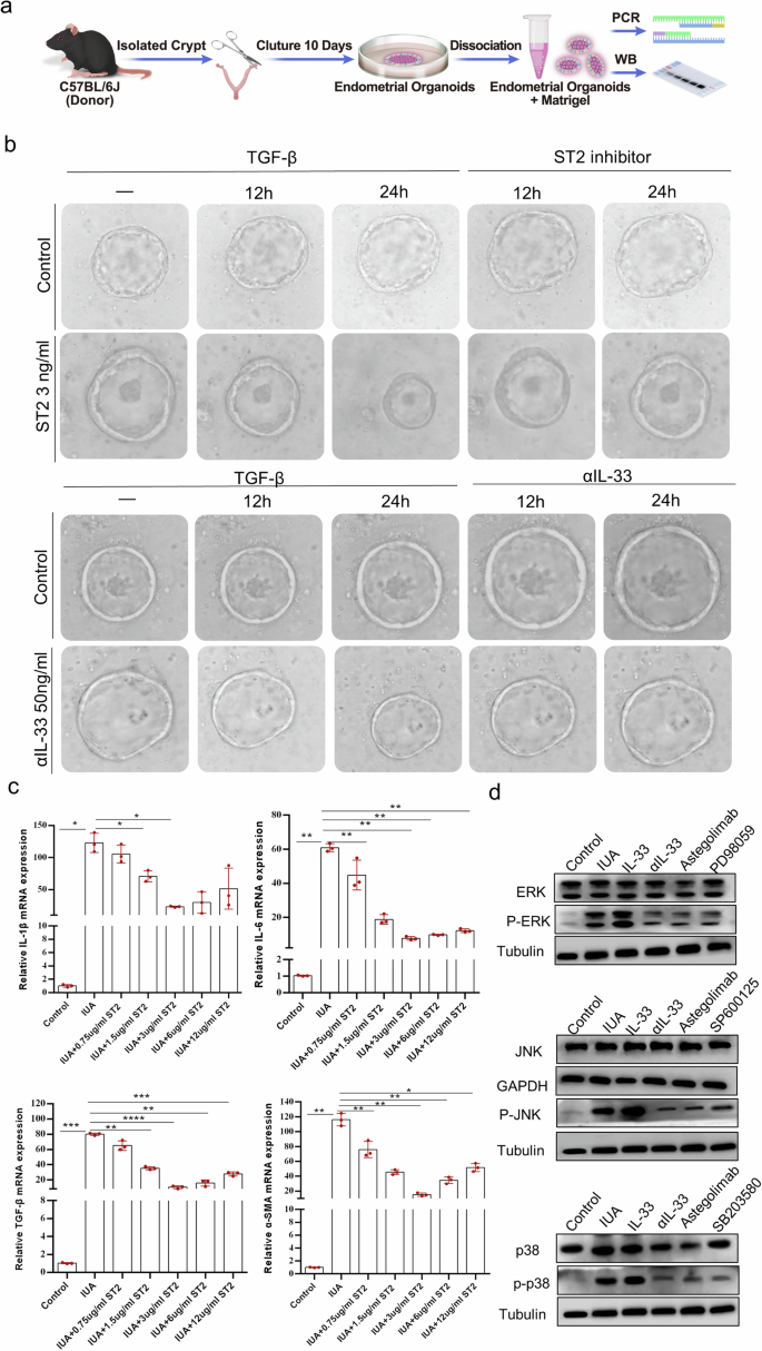 Fig. 8: IL-33 activates the formation of IUAs via the MAPK signaling pathway.