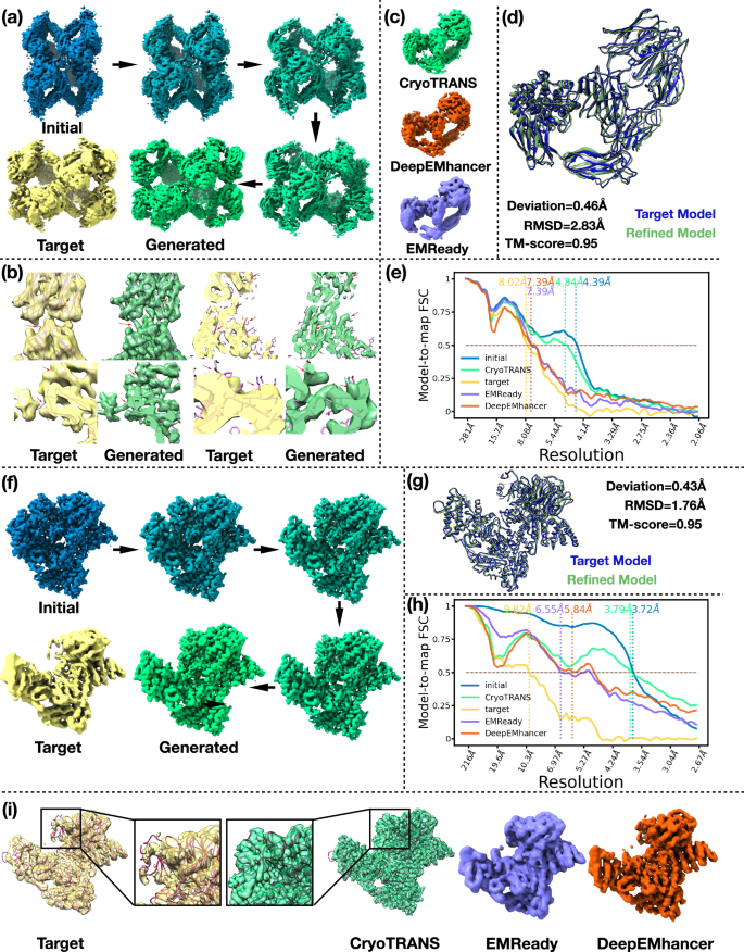 Fig. 3: CryoTRANS predicts high-resolution maps of rare conformations in A2M and Arp2/3.