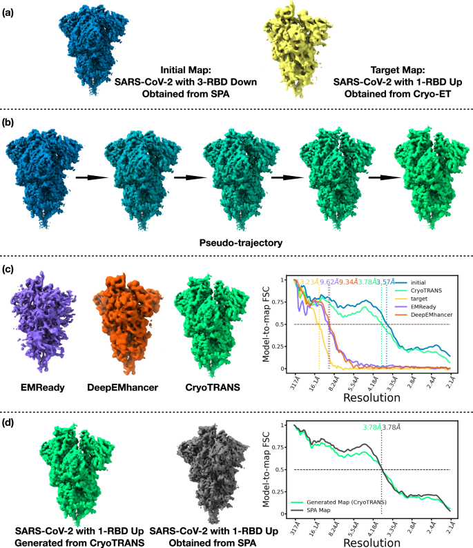 Fig. 4: CryoTRANS uses an SPA map to obtain a high-resolution approximation for a SARS-CoV-2 cryo-ET map.