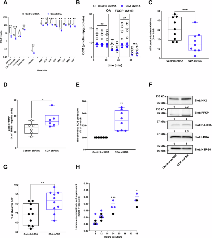 Fig. 1: CDA depletion alters mitochondrial function and rewires pancreatic cancer cells toward glycolysis.