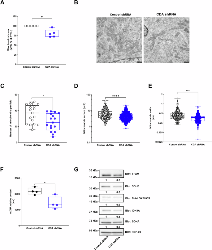 Fig. 2: CDA promotes mitochondrial biogeneis in pancreatic cancer cells.