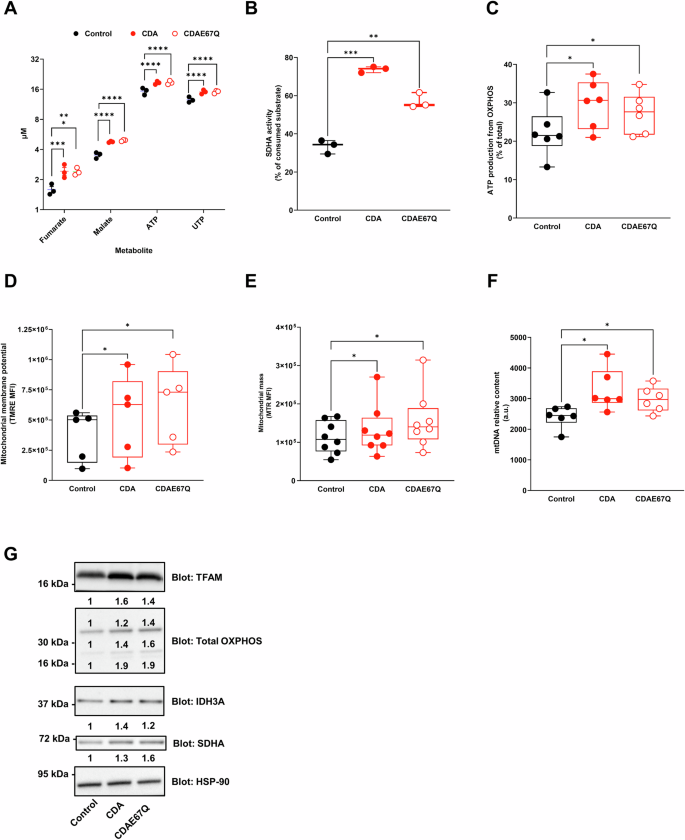 Fig. 3: CDA regulates mitochondrial biogenesis in pancreatic cancer cells through mechanisms independent of its known catalytic activity.
