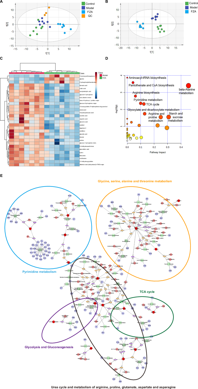 Fig. 4: The mechanism of FZA in treatment of NSCLC was investigated by non-targeted metabolomics.