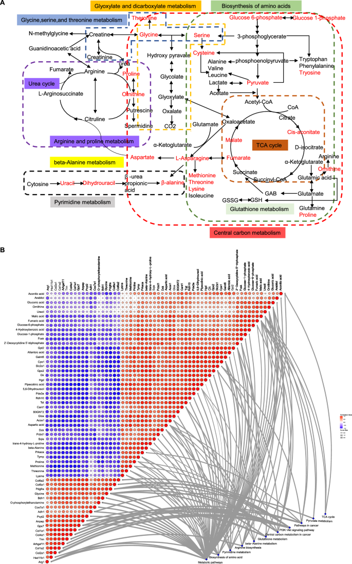 Fig. 5: Integrated analyses of the proteomics and metabolomics results.