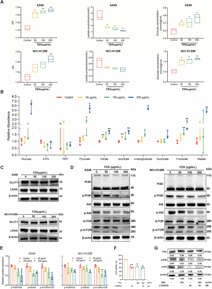 Fig. 7: FZA regulated aerobic glycolysis in NSCLC cells.