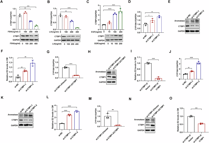 Fig. 2: Inverse regulation of aromatase, E2 and CTBP1 by FSH, LH and EGF.