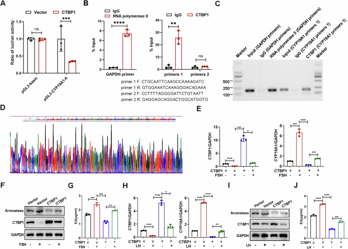 Fig. 3: Inhibition of CYP19A1 transcription by CTBP1 is rescued by FSH and LH.