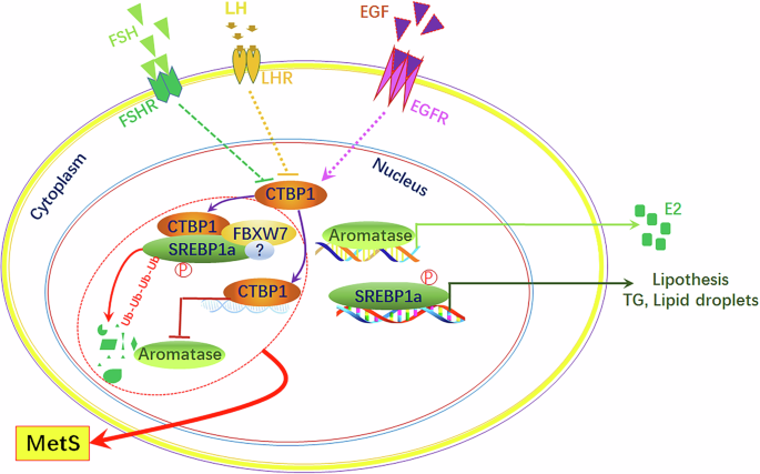 Fig. 7: A schematic diagram displaying that CTBP1 induces the metabolic syndrome in GCs of PCOS.
