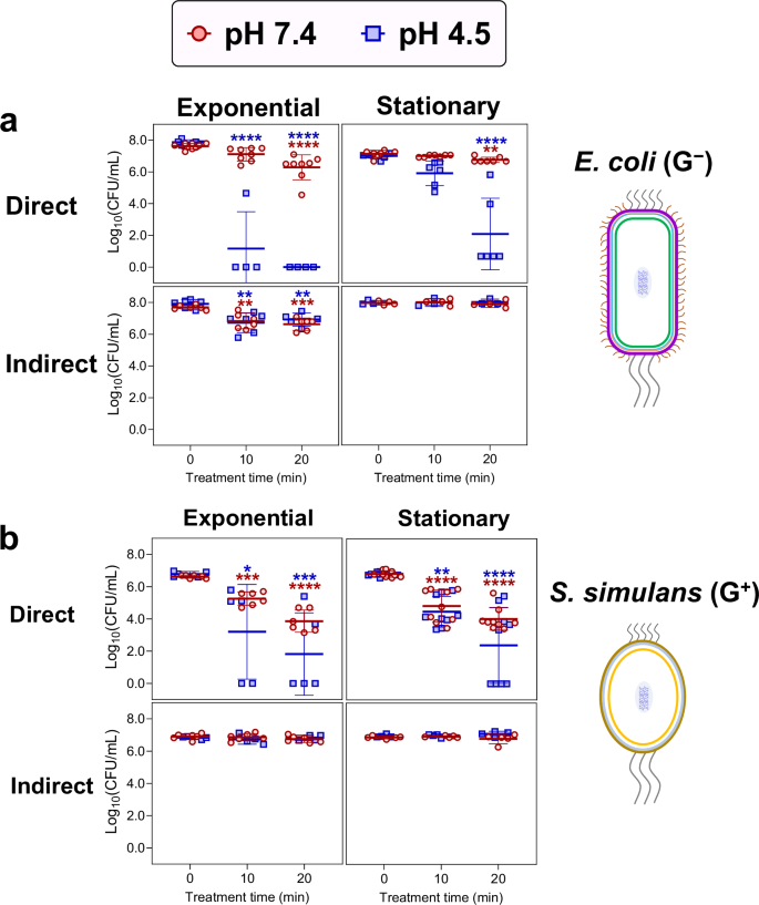 Fig. 2: Bacterial growth inhibition by CAP.