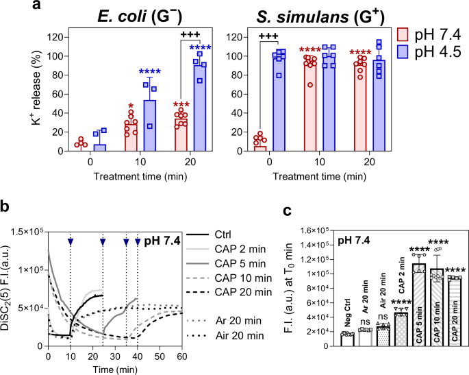 Fig. 4: Potassium release and membrane potential.