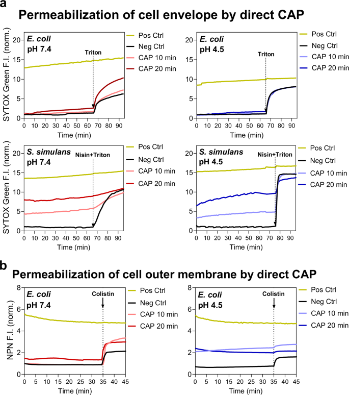 Fig. 5: Cytoplasmic and outer membrane permeabilization by direct CAP treatment, characterized by SYTOX Green and NPN (N-phenyl-1-naphthylamine), respectively.