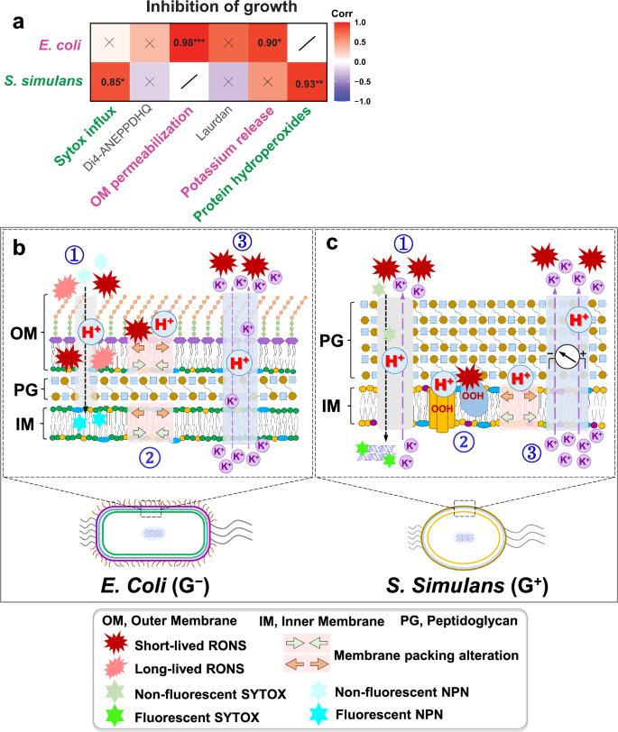 Fig. 7: Inactivation of Gram-negative (E. coli) and Gram-positive (S. simulans) bacteria upon CAP treatment.