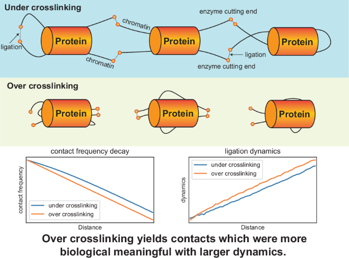 Crosslinking intensity modulates the reliability and sensitivity of ...