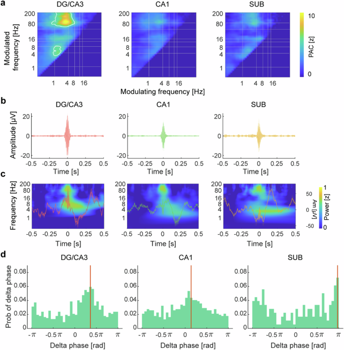 Fig. 2: Cross-frequency coupling within each hippocampal subfield.