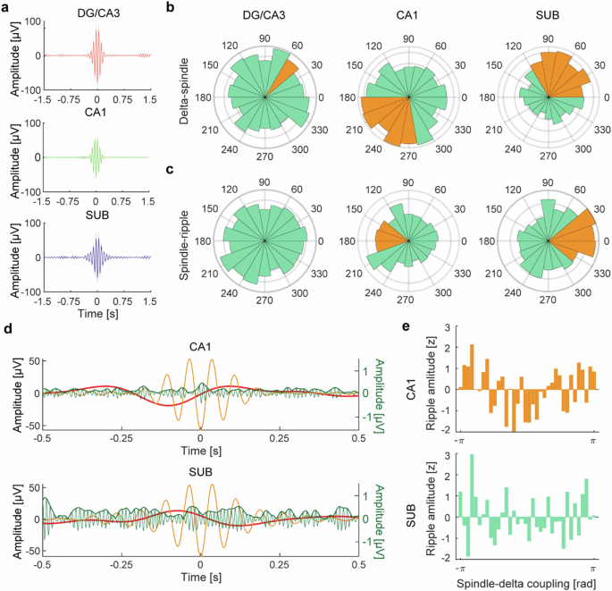 Fig. 3: Delta-spindle-ripple coupling in hippocampal subfields.