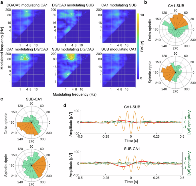 Fig. 4: Cross-frequency coupling between hippocampal subfields.
