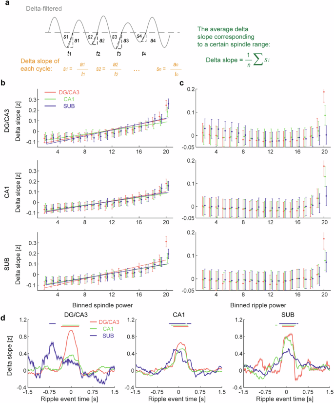 Fig. 5: Delta slope in the hippocampus in relation to spindle and ripple.