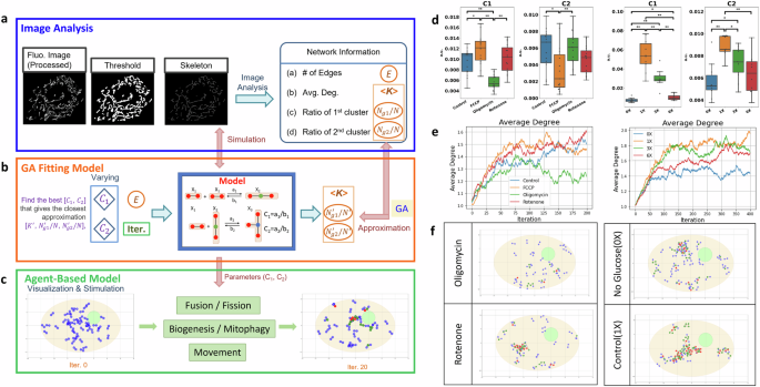 Fig. 10: Workflow of mitochondrial network analysis and simulation.