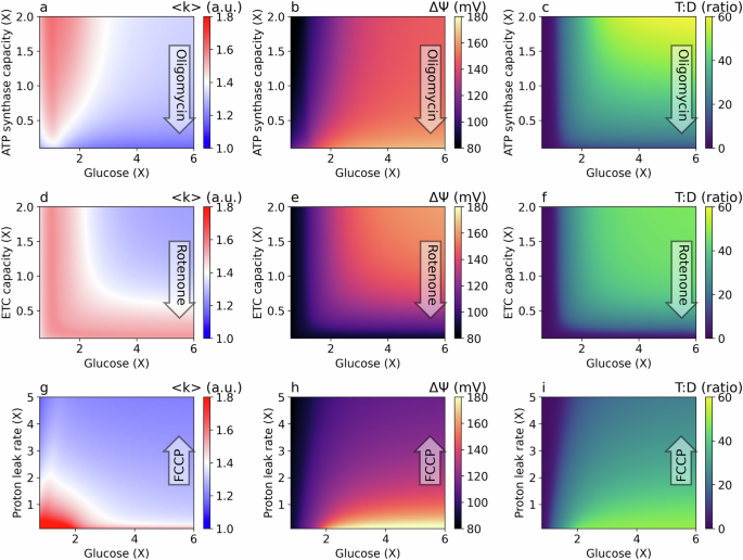 Fig. 2: Steady-state values for a range of glucose concentrations and mitochondrial bioenergetics.