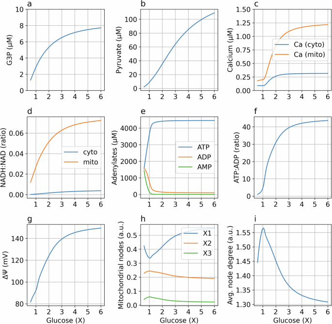 Fig. 3: Simulated steady states under a range of glucose concentrations.