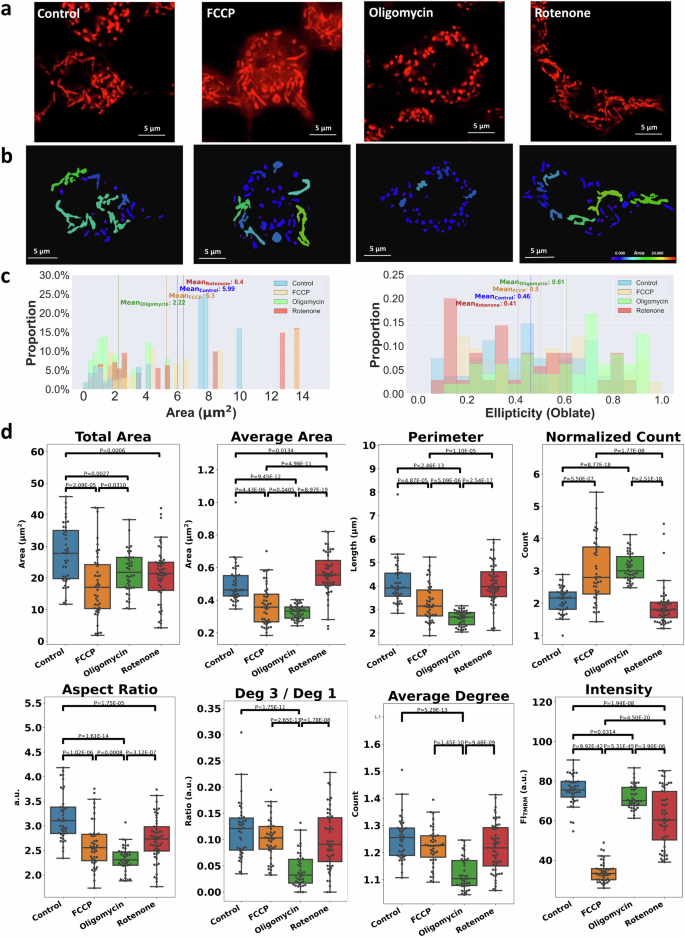 Fig. 5: Mitochondria in INS-1 cells exhibited distinct morphologies under different chemical perturbations.