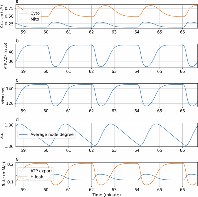 Fig. 7: Response to cytosolic calcium oscillations.