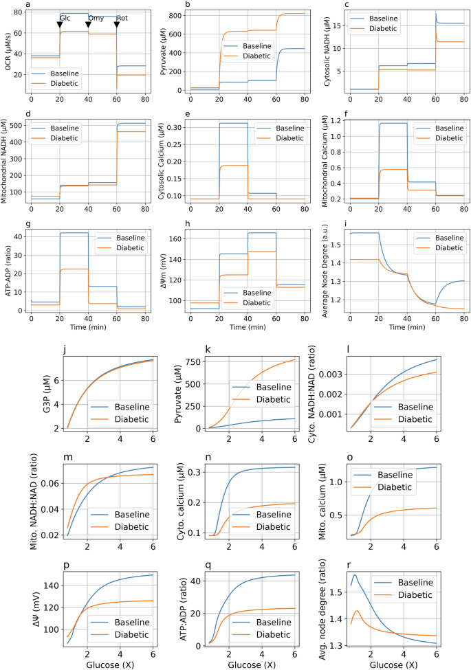 Fig. 8: In silico ODE model response to glucose stimulation in the baseline and diabetic models.