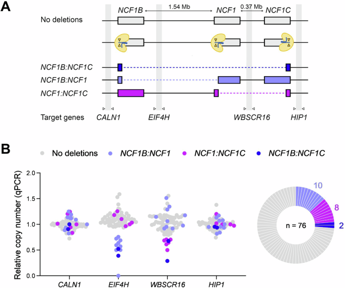 Fig. 2: Deletions between on-target loci upon treatment with Cas9-sgRNA1 RNPs in PLB-985 NCF1 ΔGT cells.