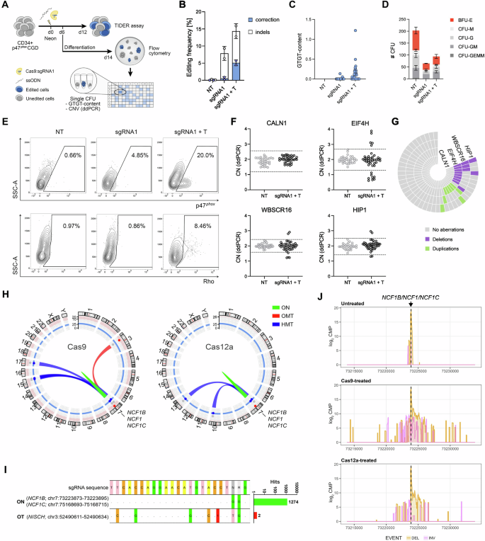 Fig. 5: RNP-targeting of the NCF1 ΔGT in p47phox CGD CD34+ leads to functional correction and chromosomal aberrations between on-target loci.