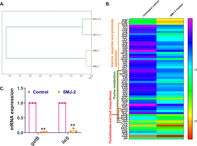 Fig. 3: Transcriptomic study of SMJ-2 treated and untreated bacterial cells.