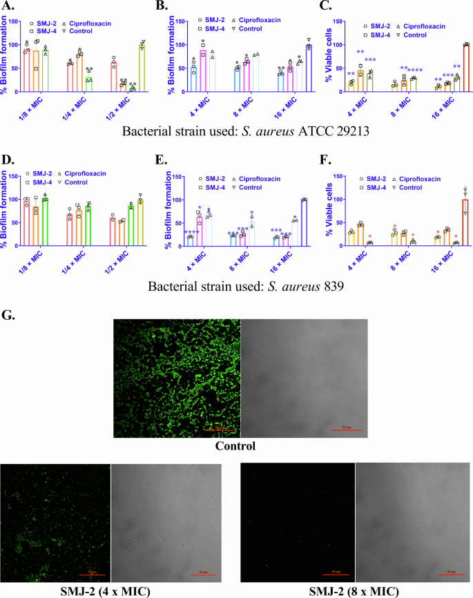Fig. 7: SMJ-2 effectively eradicates pre-formed biofilms.