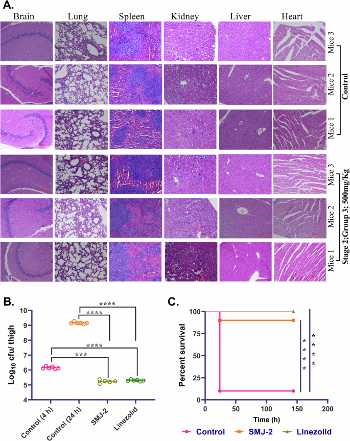 Fig. 8: SMJ-2 is safe and efficacious in mice models.
