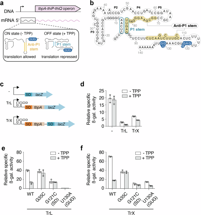 Fig. 1: The regulation mechanism of the E. coli tbpA riboswitch.