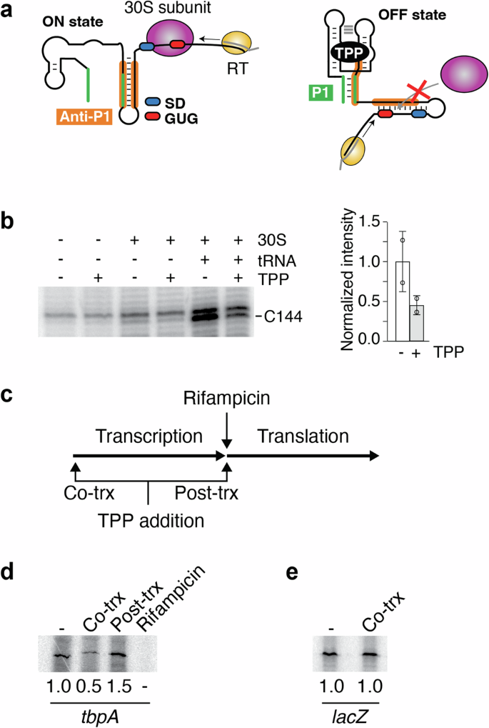 Fig. 2: The tbpA riboswitch modulates translation initiation through cotranscriptional TPP sensing.