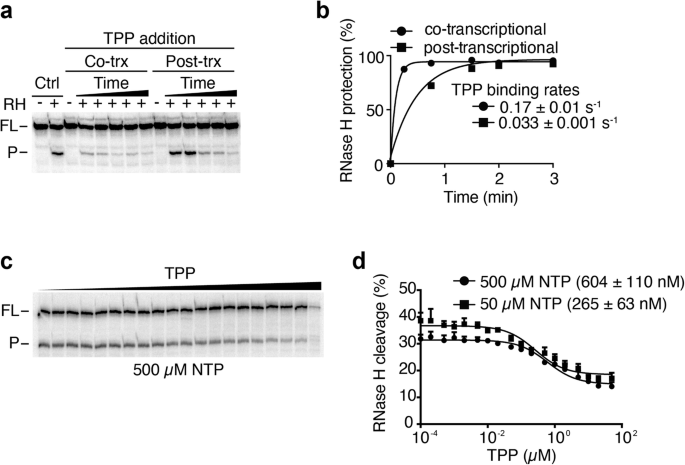 Fig. 3: TPP sensing is preferentially achieved cotranscriptionally by the tbpA riboswitch.