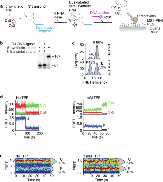 Fig. 4: Single-molecule FRET studies of semi-synthetic tbpA aptamers.