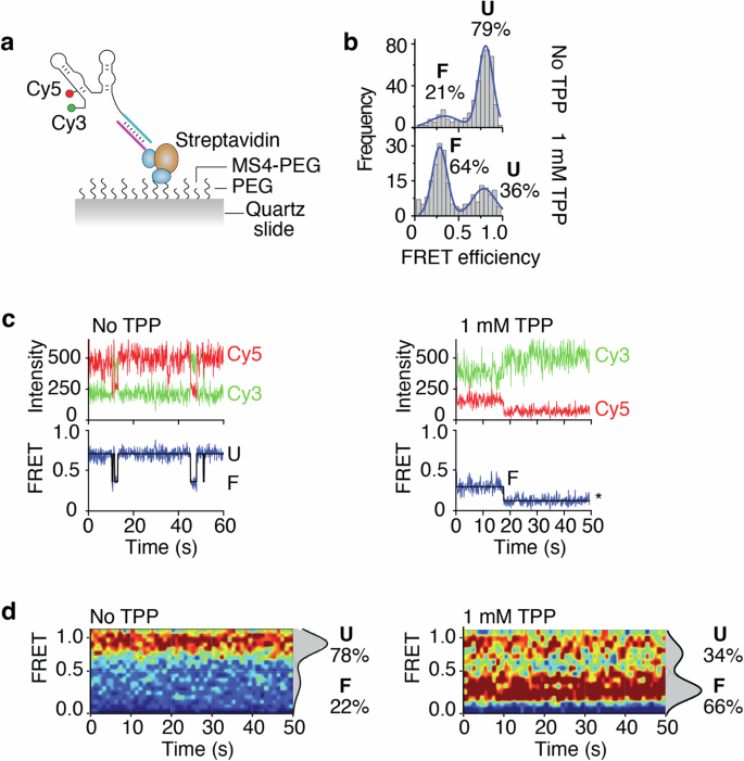 Fig. 5: Single-molecule FRET studies of nascent tbpA aptamers obtained by stepwise transcription.