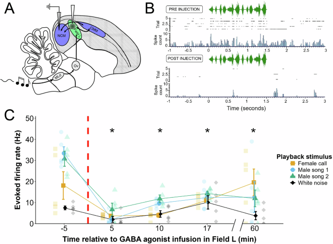 Fig. 1: Successful targeting of the primary auditory pallium, Field L, with GABA receptor agonists results in impaired auditory processing in a secondary auditory pallial region.