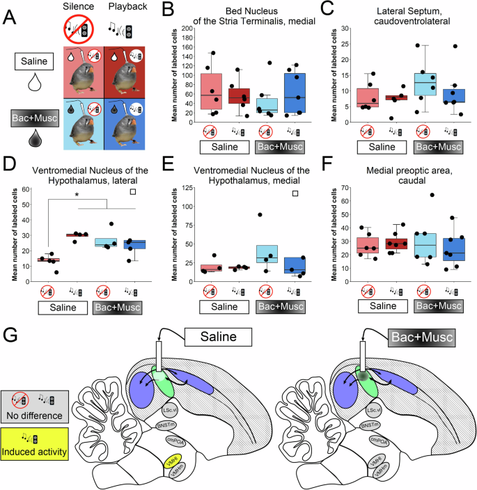 Fig. 3: Effects of sound and cannula infusion treatments on egr-1 cell counts.
