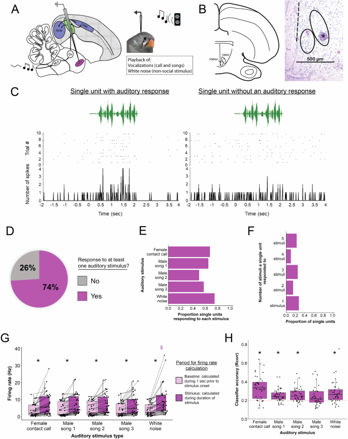 Fig. 5: Electrophysiological responses of single units in the VMHl to auditory stimuli.