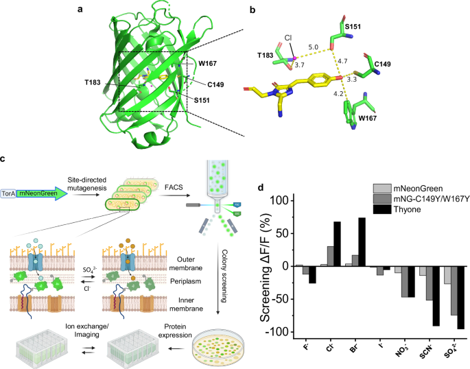 Fig. 1: The development of genetically encoded sulfate sensor Thyone.