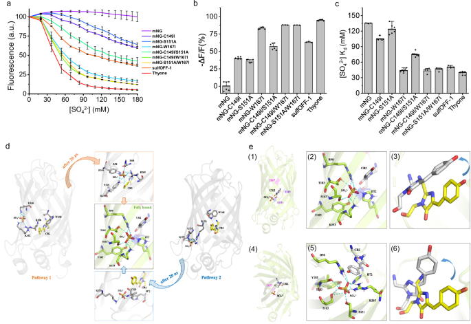 Fig. 4: Contribution of single/double mutations of mNeonGreen to sulfate sensitivity and MD simulations of the pathways for sulfate entry in Thyone.