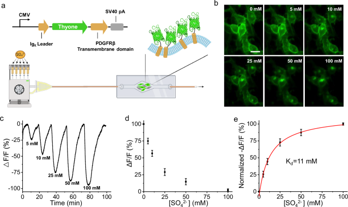 Fig. 6: Calibration of Thyone in live HEK cells.