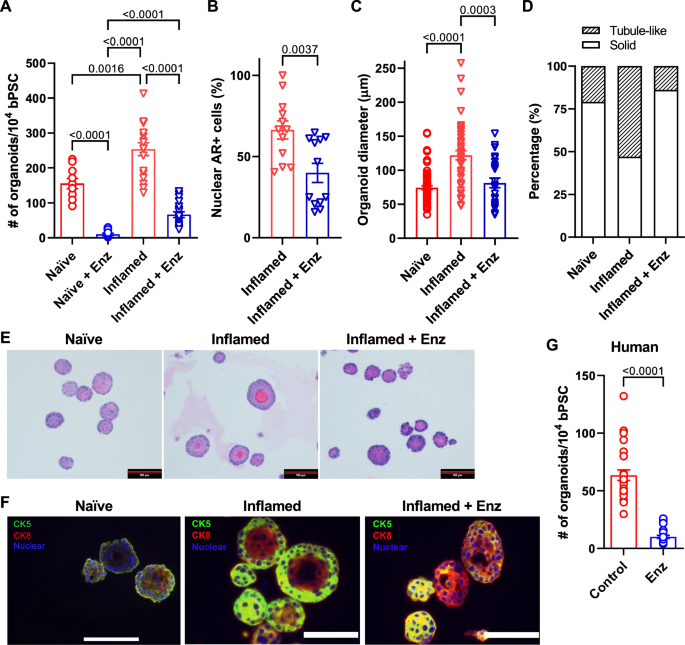 Fig. 2: Inhibition of AR activity reduces the differentiation of inflamed bPSC in organoid cultures.